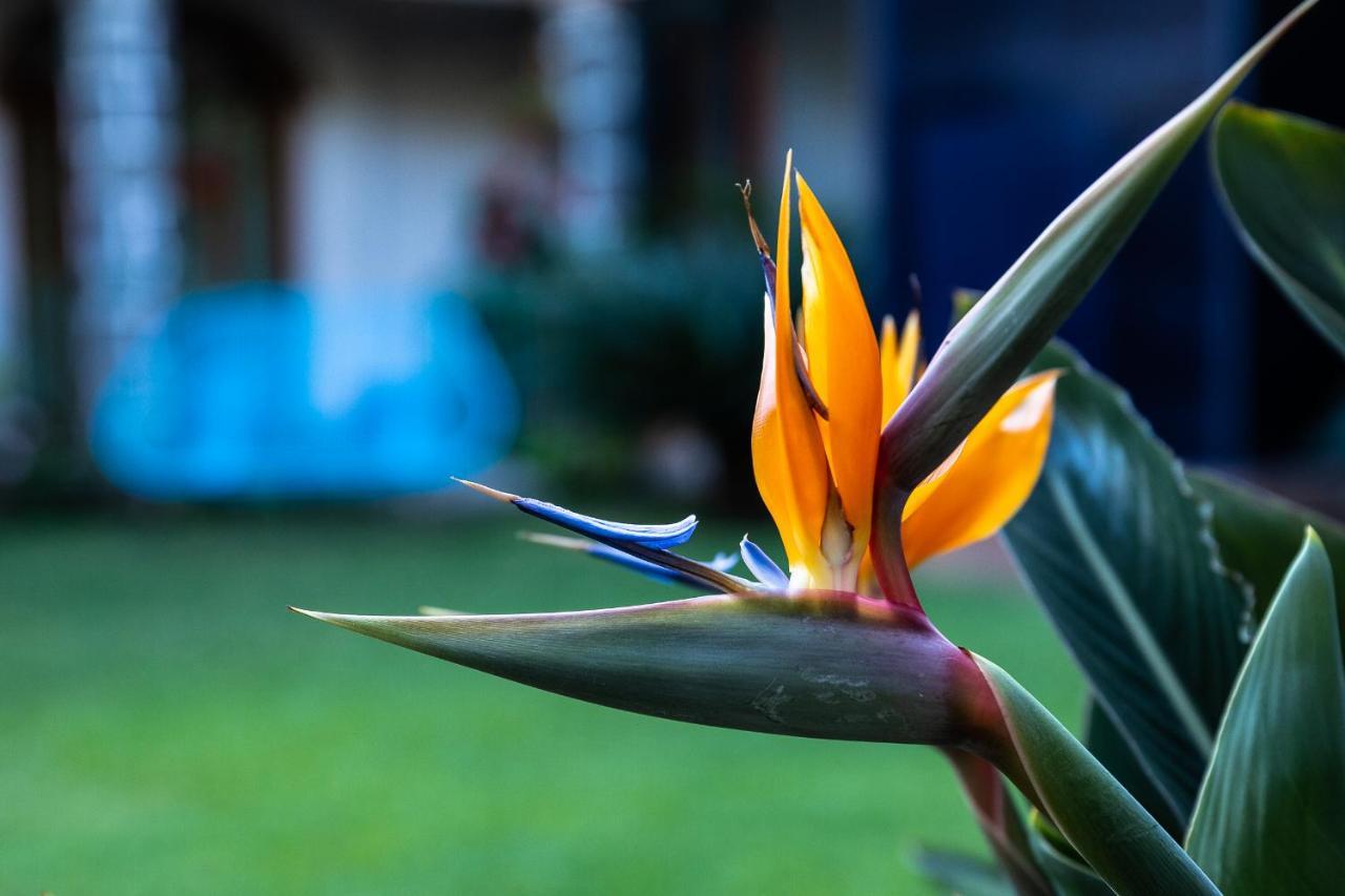 Colibri Turquesa Hotell Tepoztlán Eksteriør bilde