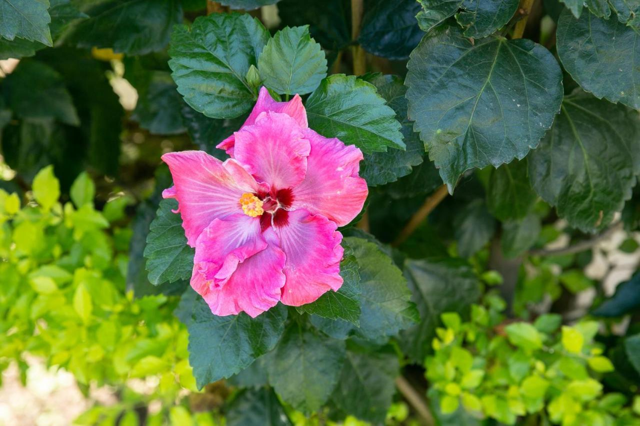 Colibri Turquesa Hotell Tepoztlán Eksteriør bilde